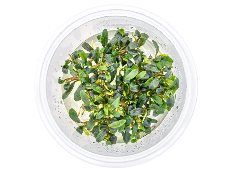 Mini Nadelblatt - Bucephalandra micrantha 'Needle Leaf' in vitro